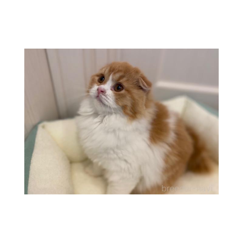 販売中の茨城県のスコティッシュフォールド(折れ耳)-131721の4枚目