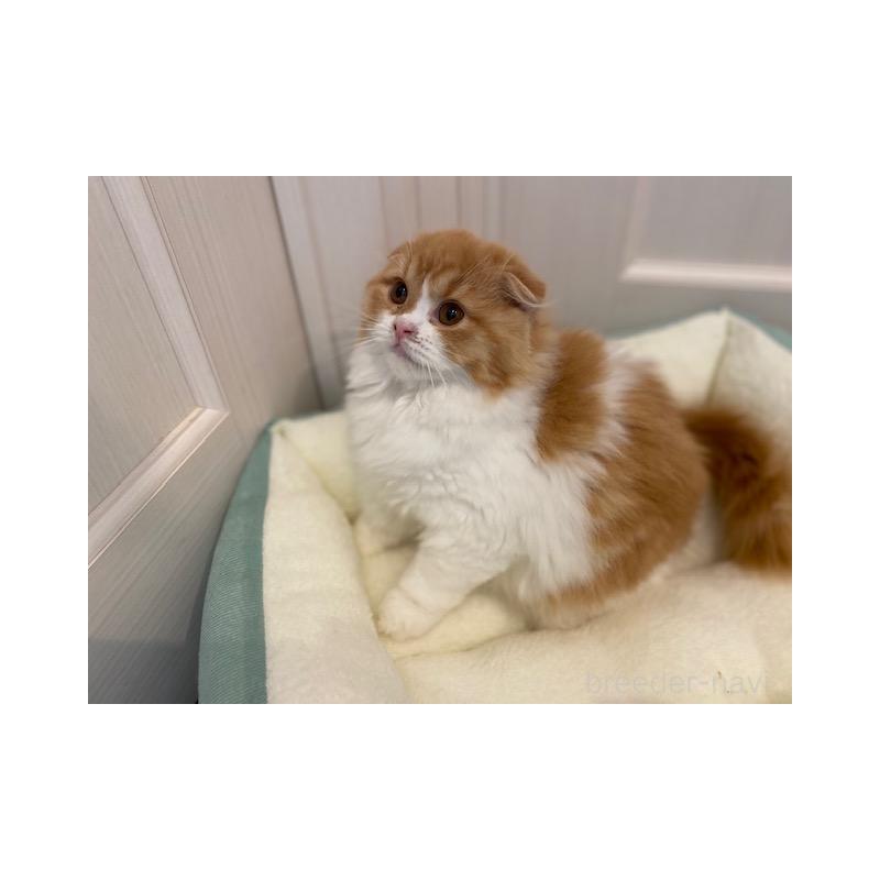 販売中の茨城県のスコティッシュフォールド(折れ耳)-131721の2枚目