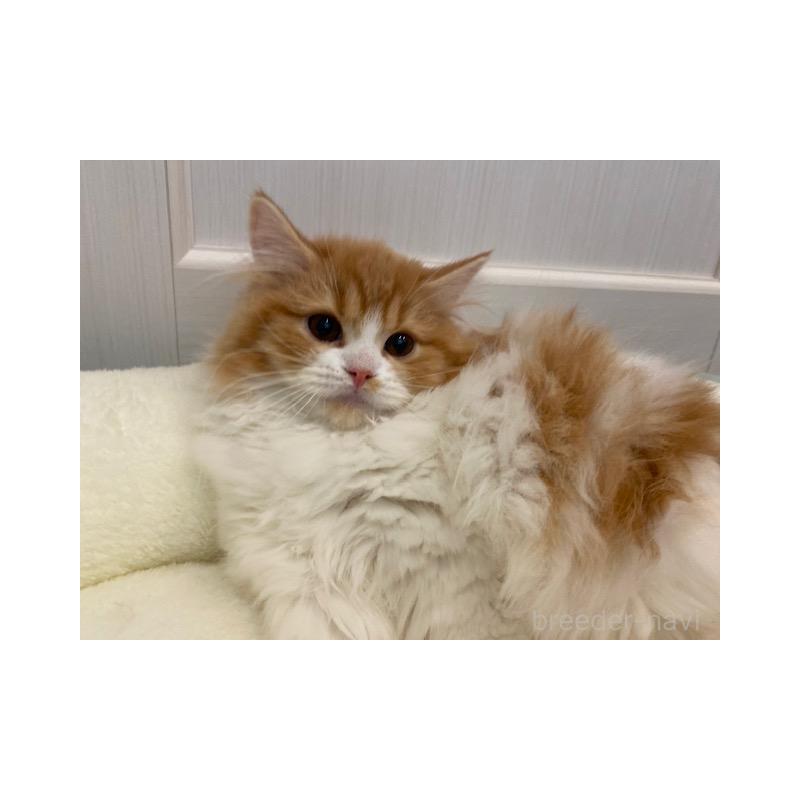 販売中の茨城県のスコティッシュフォールド-131723の4枚目