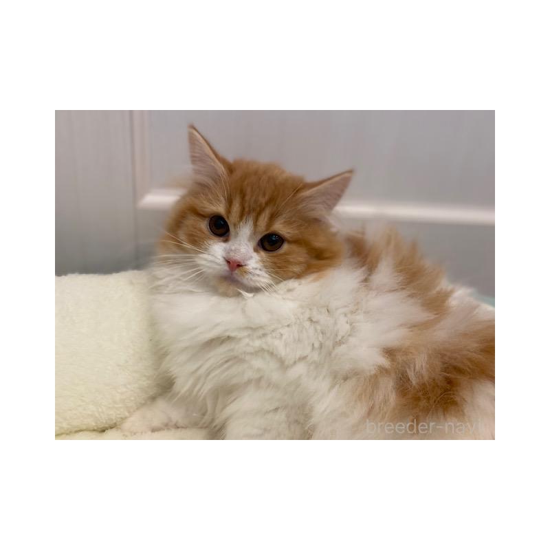 販売中の茨城県のスコティッシュフォールド-131723の3枚目