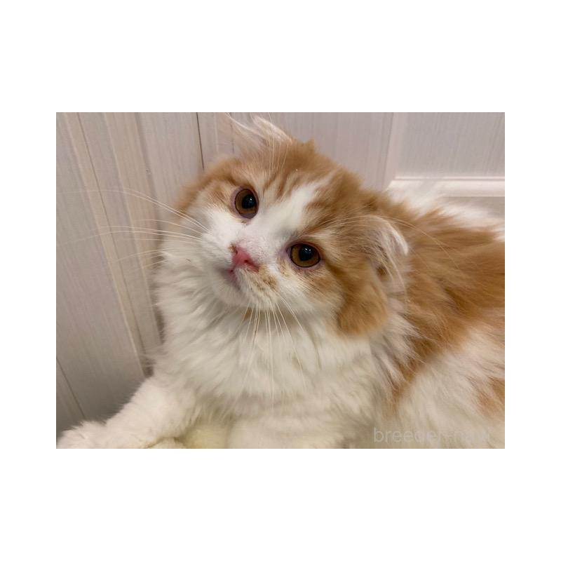 販売中の茨城県のスコティッシュフォールド-131719の7枚目