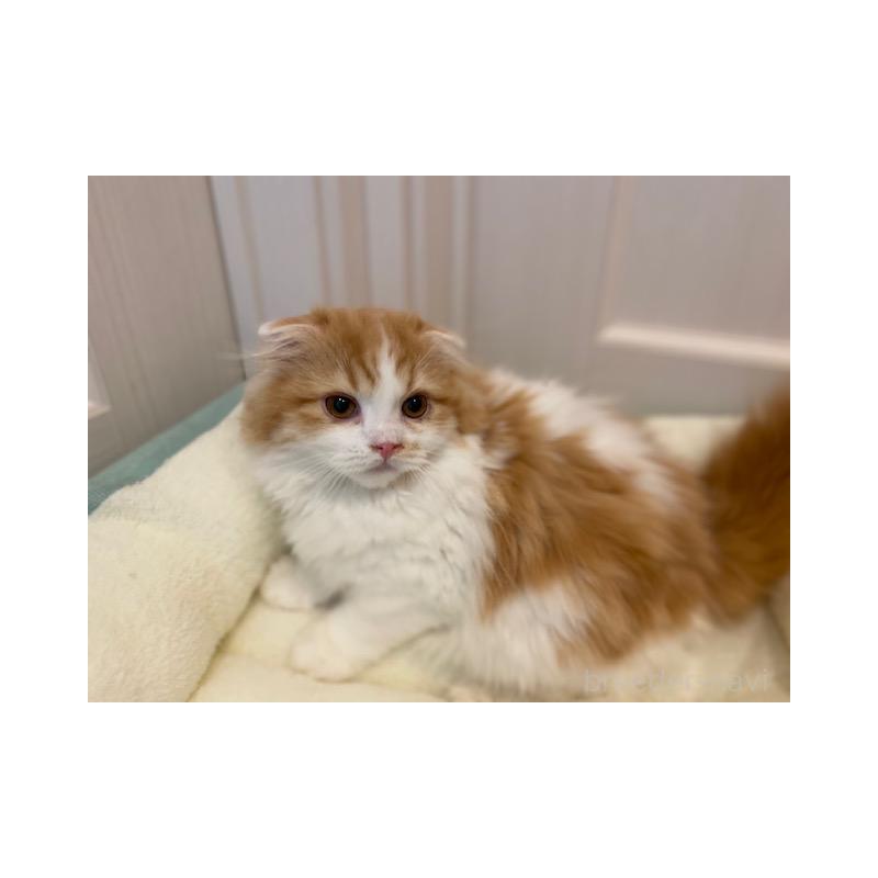 販売中の茨城県のスコティッシュフォールド-131719の6枚目