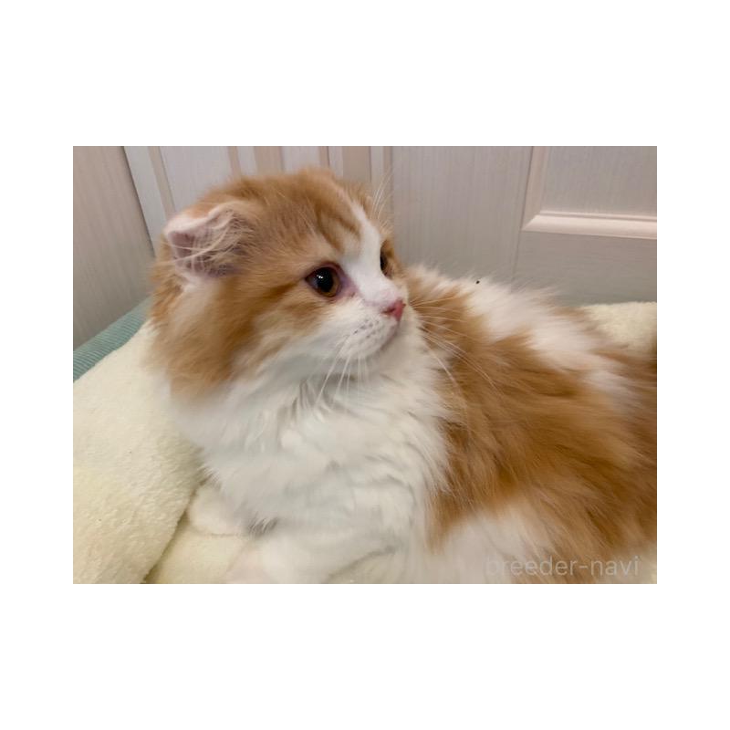 販売中の茨城県のスコティッシュフォールド-131719の5枚目
