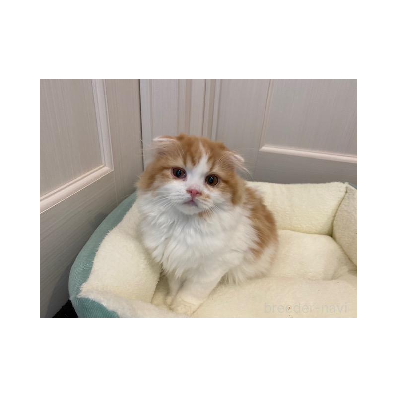 販売中の茨城県のスコティッシュフォールド-131719の3枚目