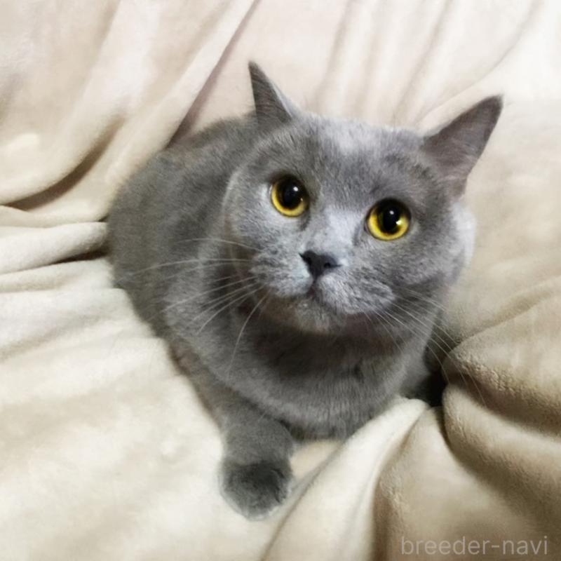 販売中の埼玉県のブリティッシュショートヘア-135733の7枚目