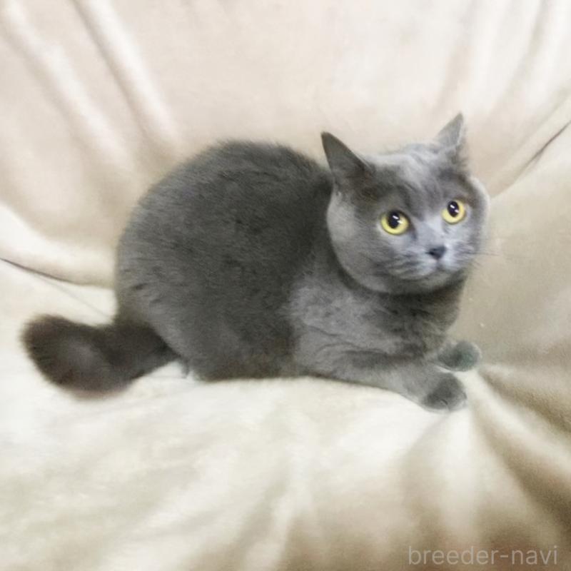 販売中の埼玉県のブリティッシュショートヘア-135733の6枚目