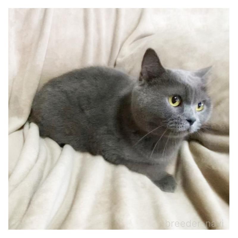 販売中の埼玉県のブリティッシュショートヘア-135733の5枚目