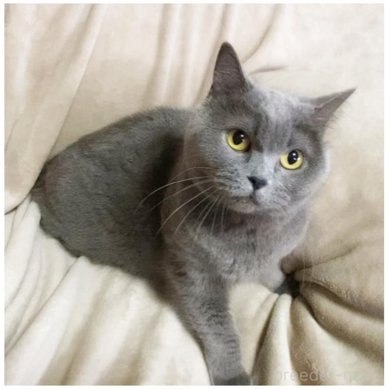 販売中の埼玉県のブリティッシュショートヘア-135733の4枚目