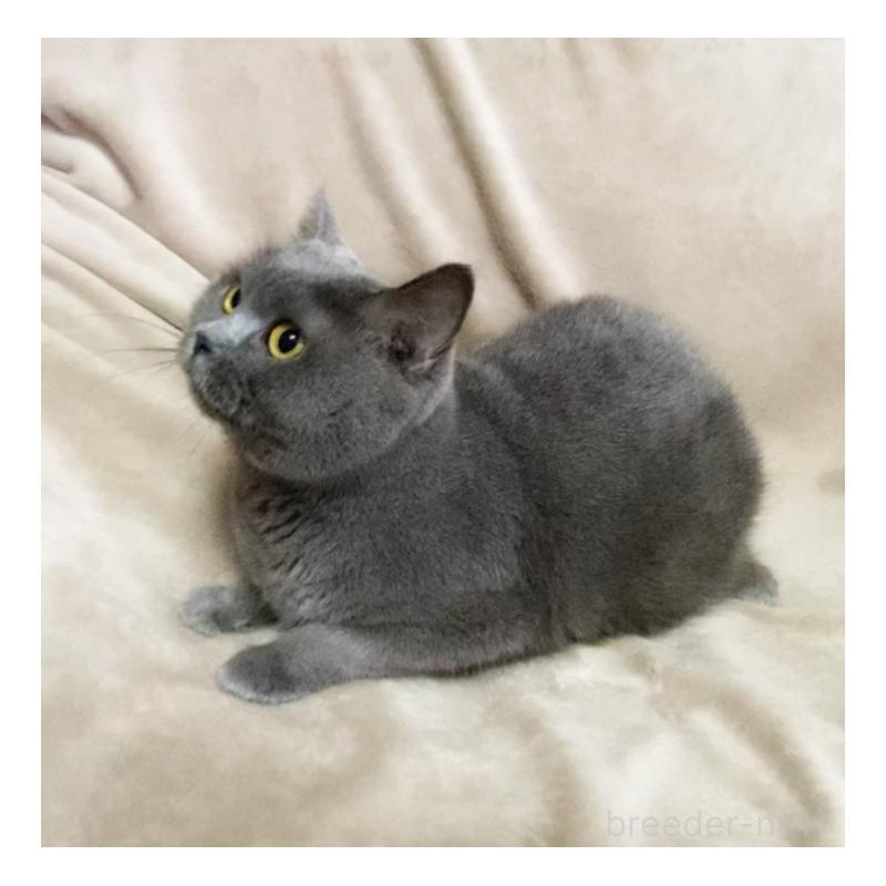 販売中の埼玉県のブリティッシュショートヘア-135733の3枚目