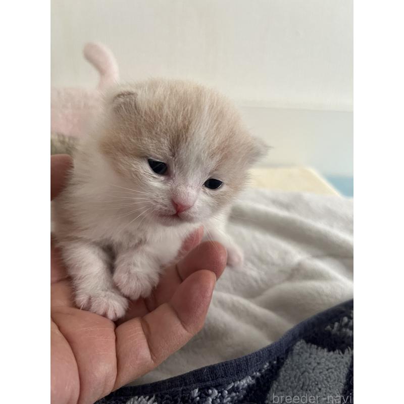 成約済の東京都のスコティッシュフォールド-134894の8枚目