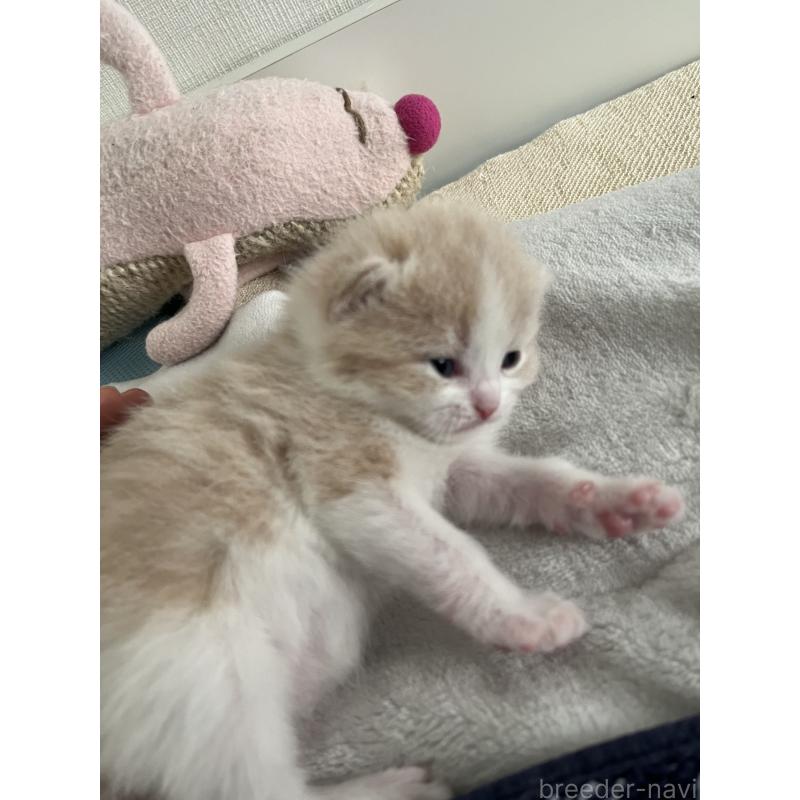 成約済の東京都のスコティッシュフォールド-134894の7枚目