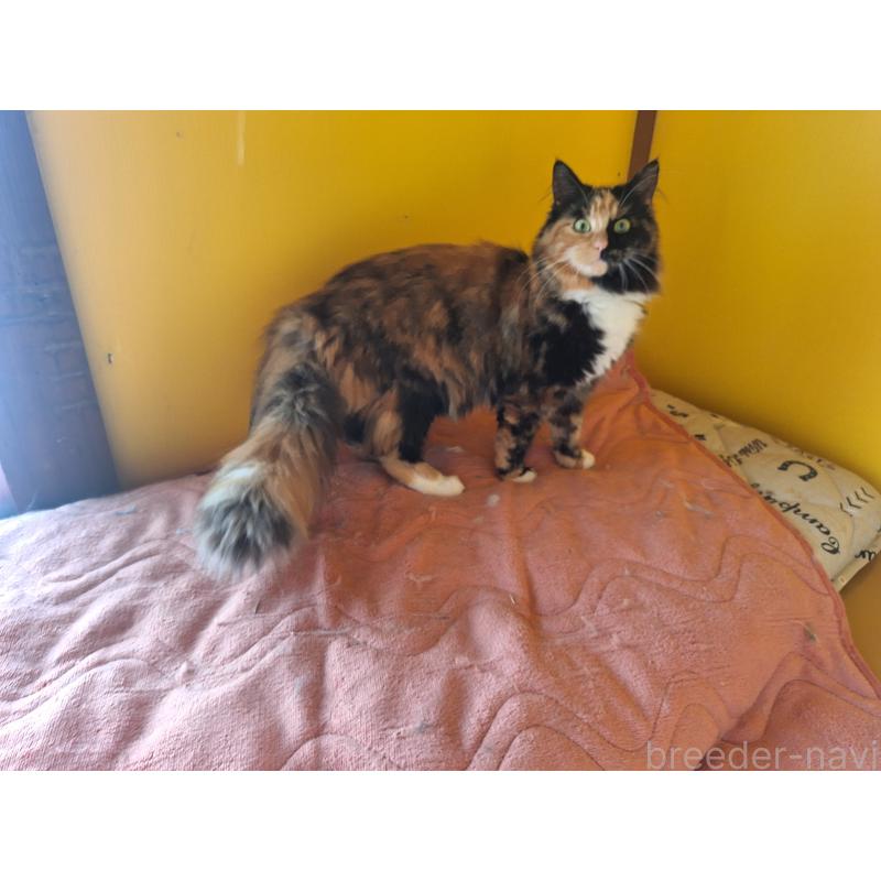 販売中の京都府のメインクーン-121139の7枚目