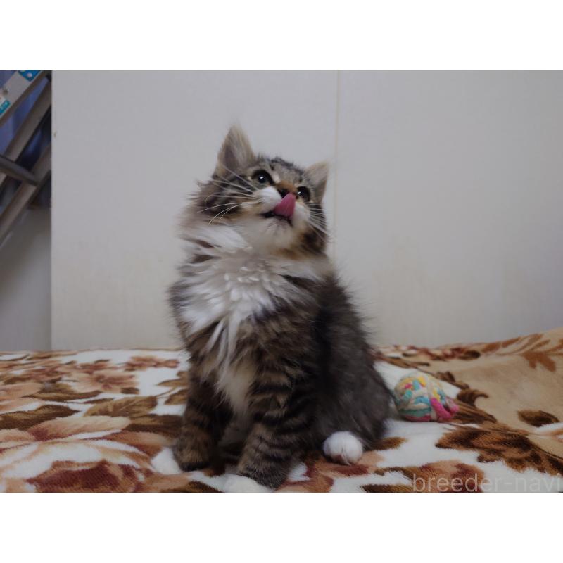 販売中の埼玉県のノルウェージャンフォレストキャット-129924の9枚目