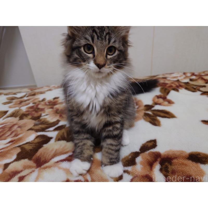 販売中の埼玉県のノルウェージャンフォレストキャット-129924の8枚目