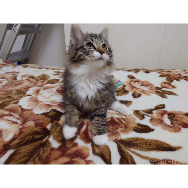 販売中の埼玉県のノルウェージャンフォレストキャット-129924の6枚目