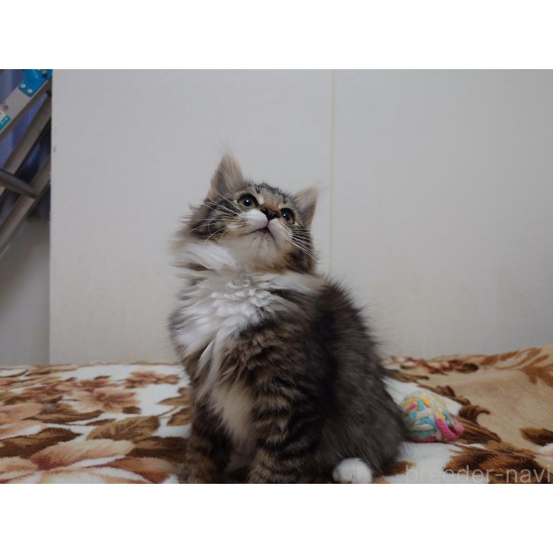 販売中の埼玉県のノルウェージャンフォレストキャット-129924の5枚目