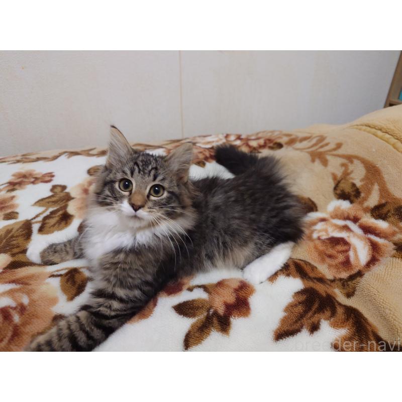 販売中の埼玉県のノルウェージャンフォレストキャット-129924の4枚目