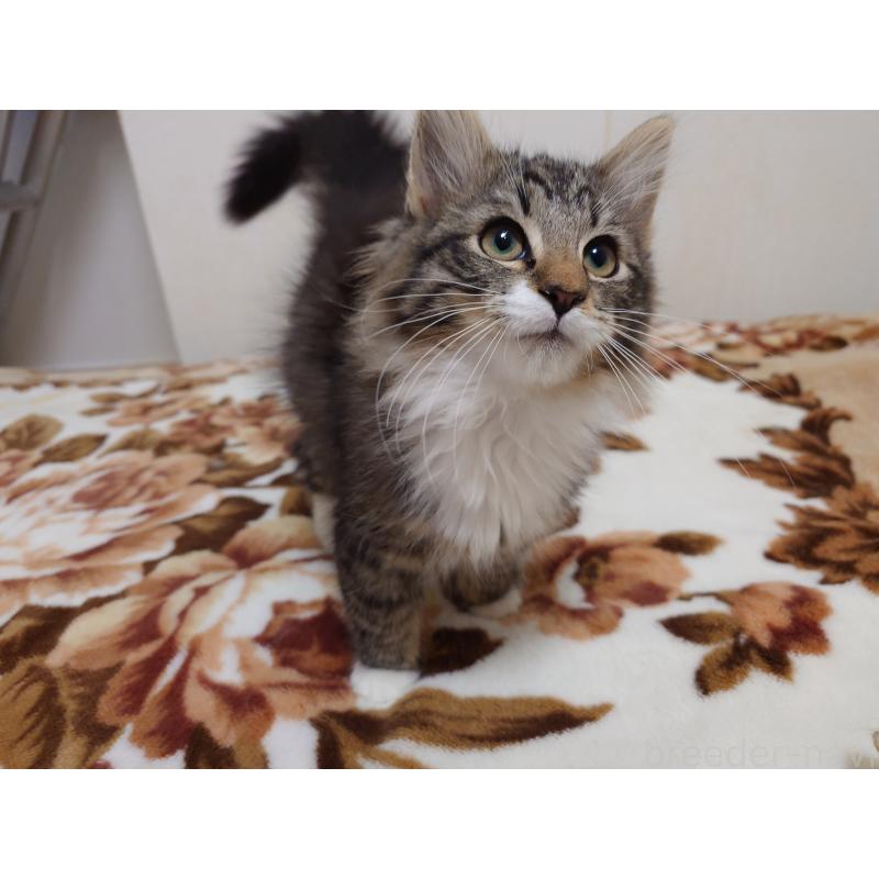 販売中の埼玉県のノルウェージャンフォレストキャット-129924の2枚目