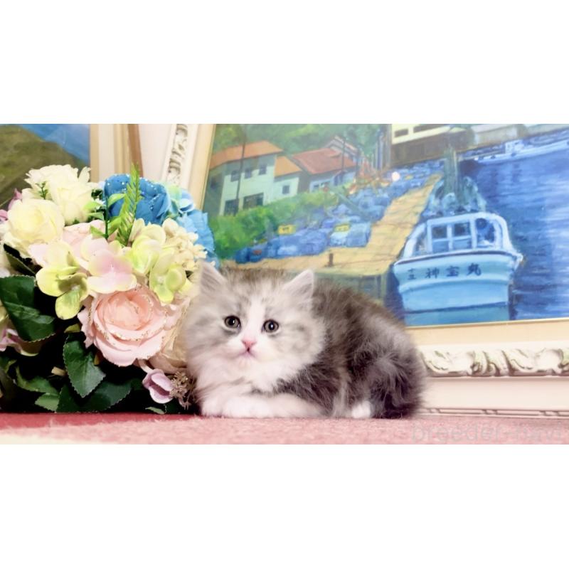 販売中の北海道のマンチカン-134356の6枚目