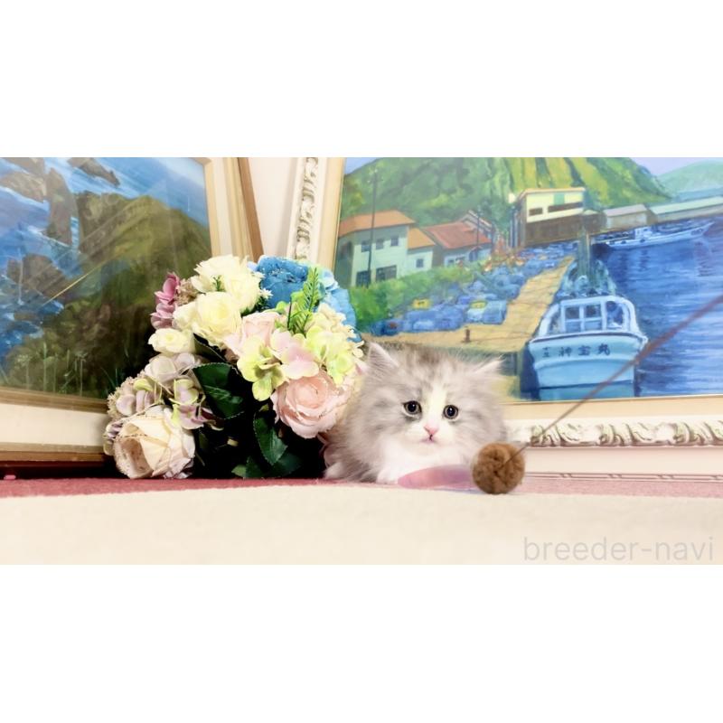 販売中の北海道のマンチカン-134356の5枚目