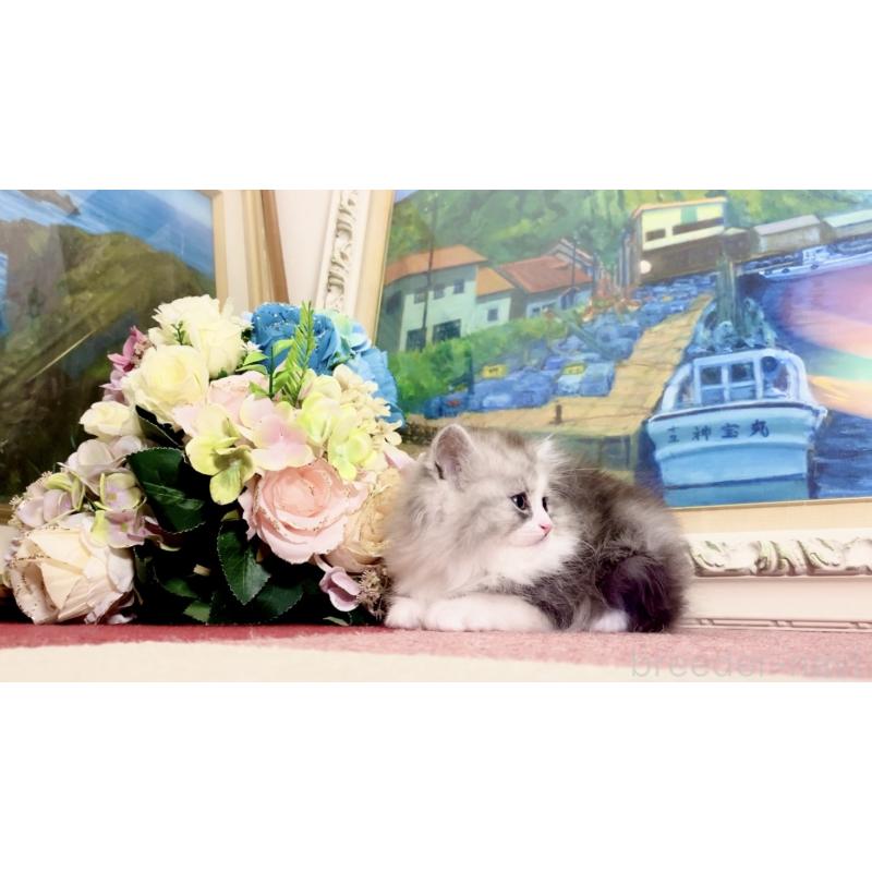 販売中の北海道のマンチカン-134356の4枚目