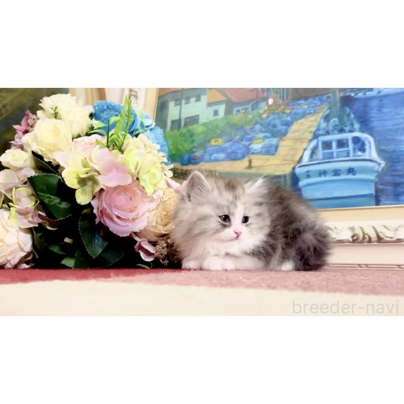 販売中の北海道のマンチカン-134356の2枚目