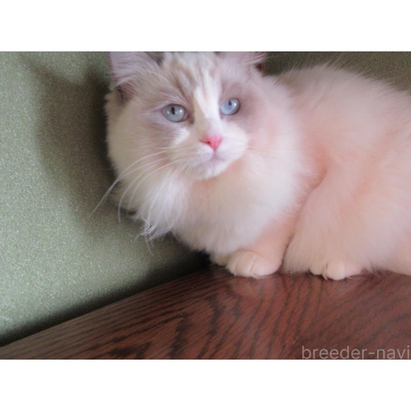 販売中の大分県のラグドール-121138の4枚目