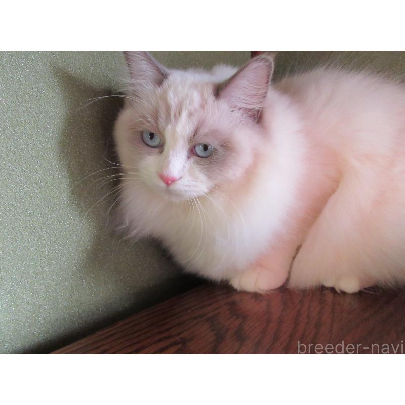 販売中の大分県のラグドール-121138の2枚目