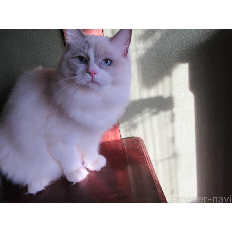 販売中の大分県のラグドール-121191の3枚目