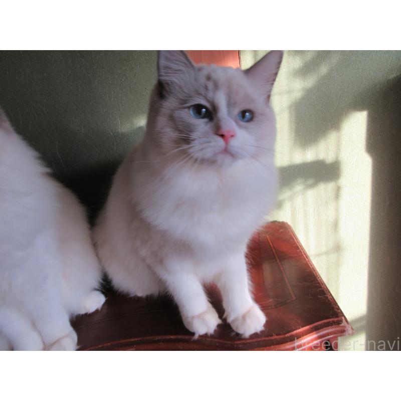 販売中の大分県のラグドール-121191の2枚目