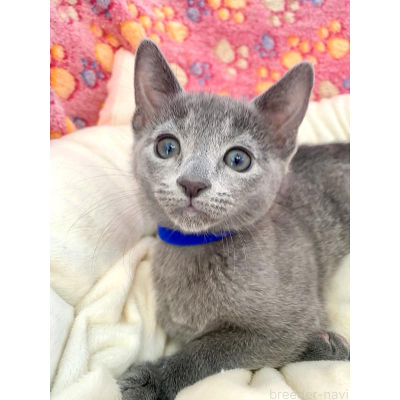 販売中の東京都のロシアンブルー-133325の8枚目