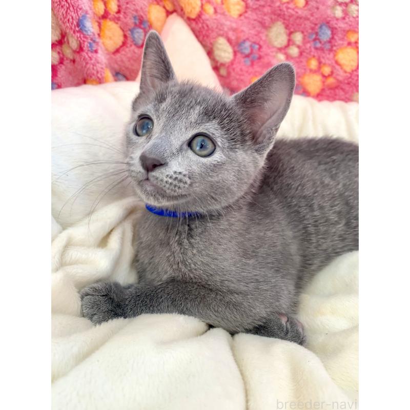 販売中の東京都のロシアンブルー-133325