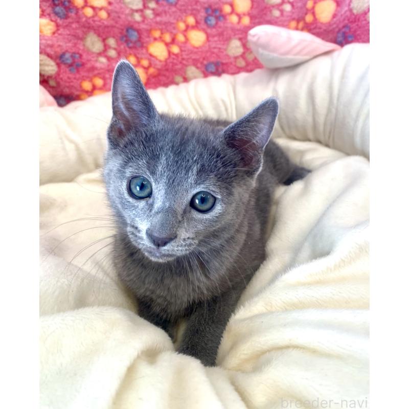 販売中の東京都のロシアンブルー-133325の7枚目