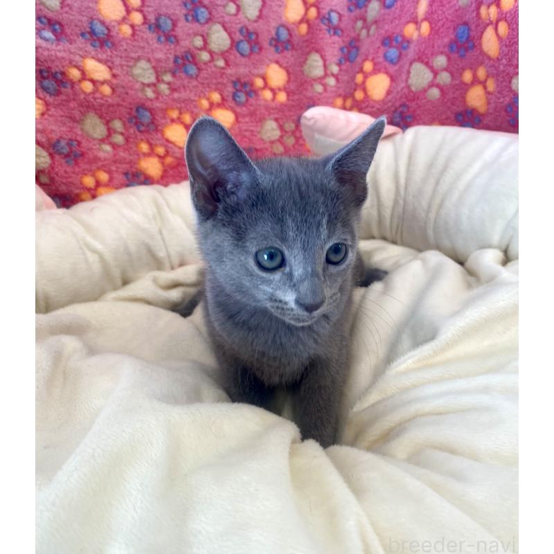 販売中の東京都のロシアンブルー-133325の6枚目