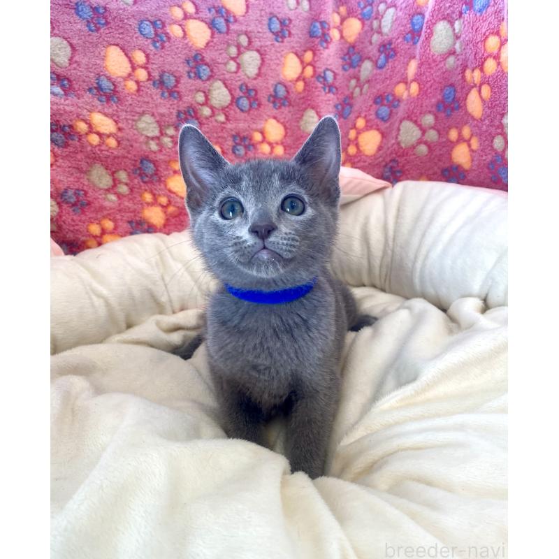 販売中の東京都のロシアンブルー-133325の5枚目