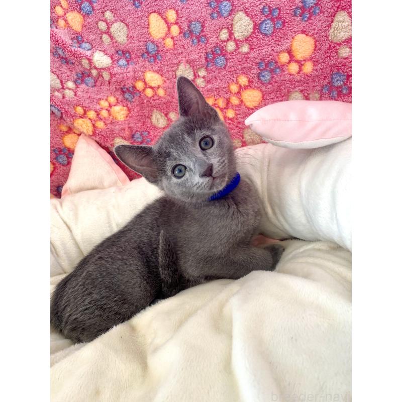 販売中の東京都のロシアンブルー-133325の3枚目