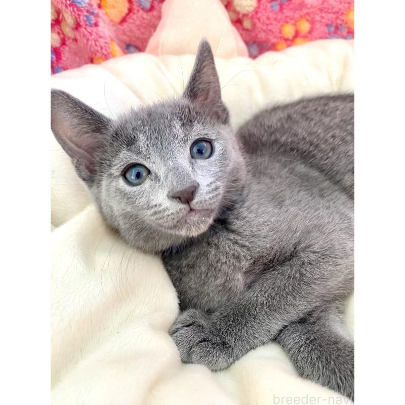 販売中の東京都のロシアンブルー-133325の2枚目