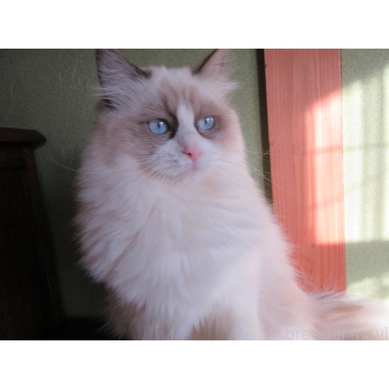 販売中の大分県のラグドール-112361の2枚目