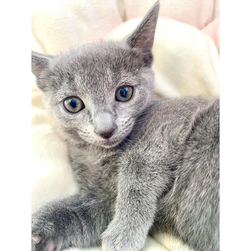 商談中の東京都のロシアンブルー-133326の17枚目