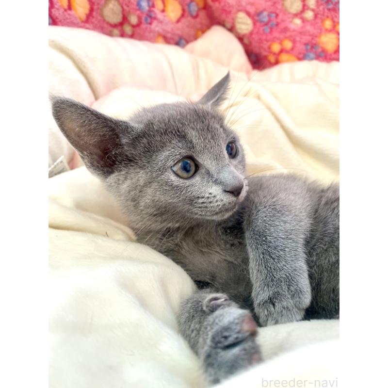 商談中の東京都のロシアンブルー-133326の16枚目