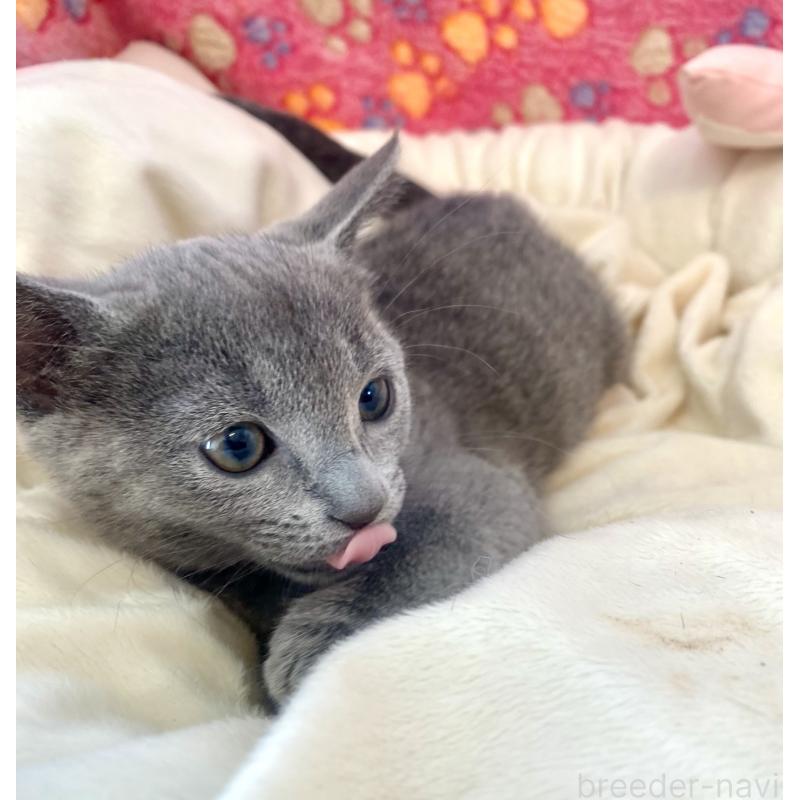 商談中の東京都のロシアンブルー-133326の12枚目