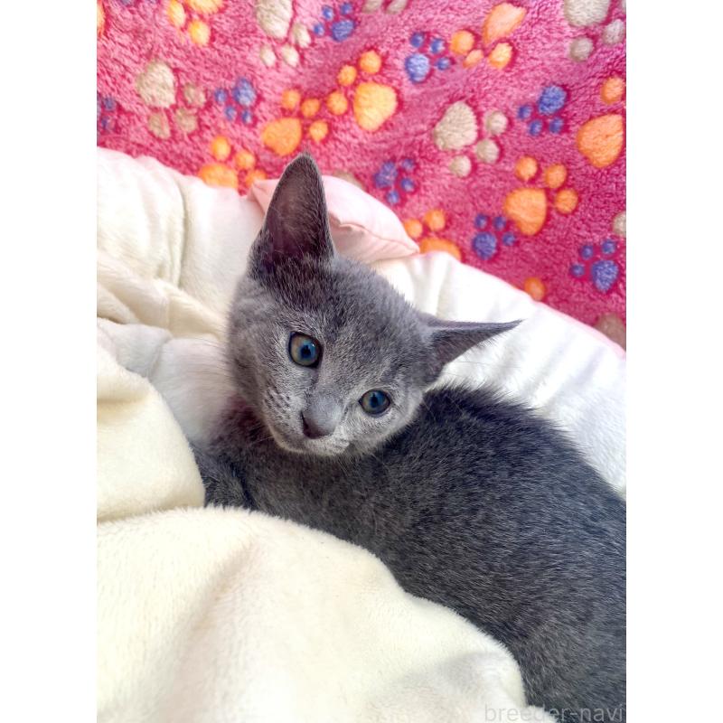 商談中の東京都のロシアンブルー-133326の11枚目