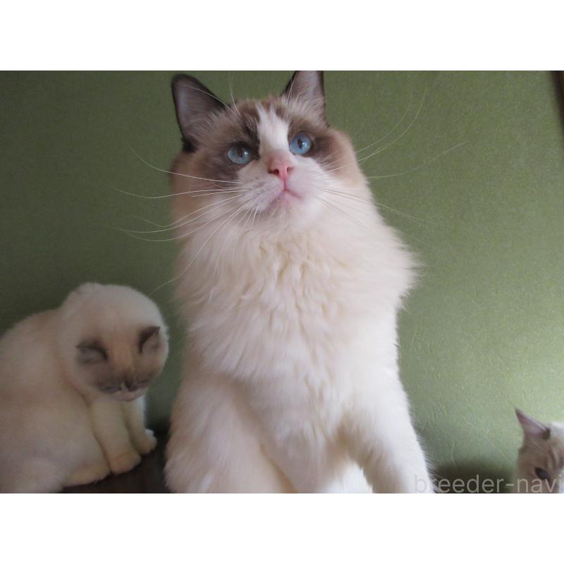 販売中の大分県のラグドール-111716の2枚目