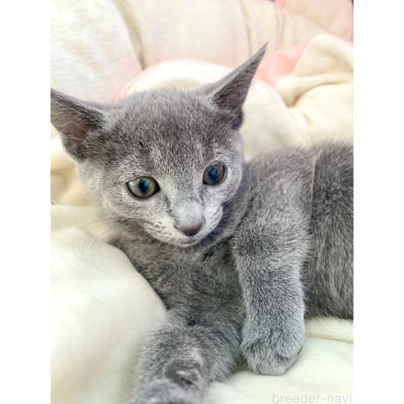 商談中の東京都のロシアンブルー-133326の9枚目