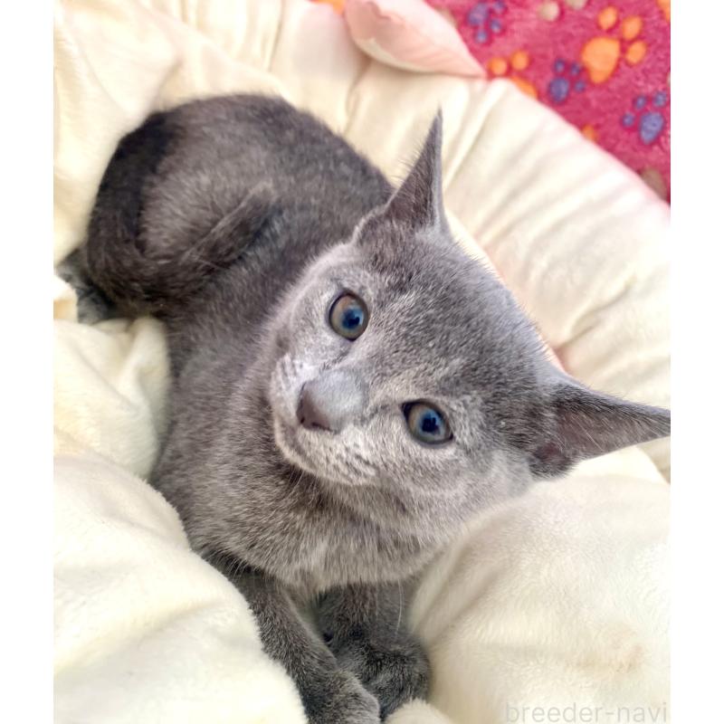 販売中の東京都のロシアンブルー-133326