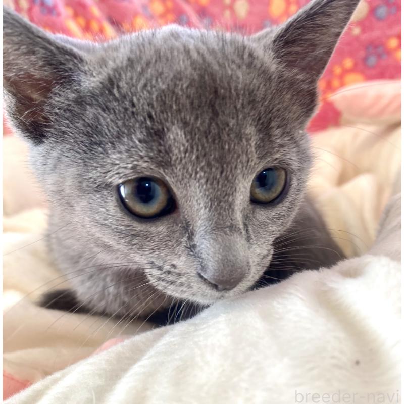 商談中の東京都のロシアンブルー-133326の8枚目