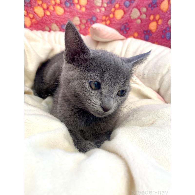 商談中の東京都のロシアンブルー-133326の7枚目