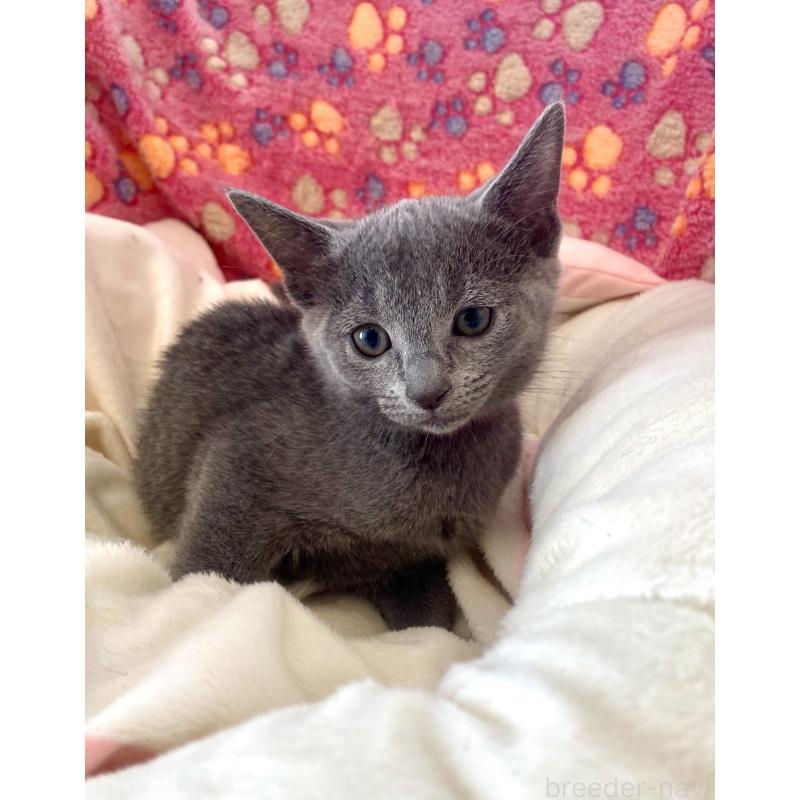 商談中の東京都のロシアンブルー-133326の5枚目