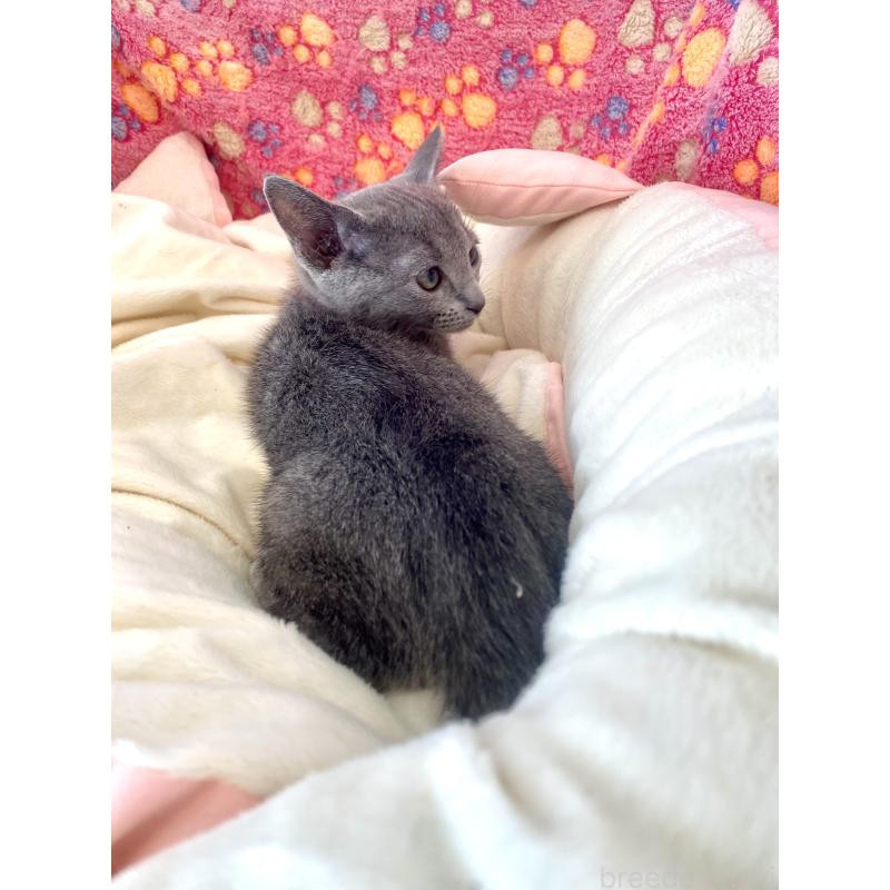 商談中の東京都のロシアンブルー-133326の3枚目