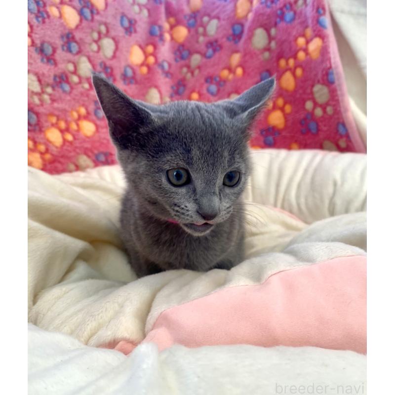 商談中の東京都のロシアンブルー-133326の2枚目